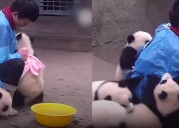 pandas bebés a tomar banho no zoológico