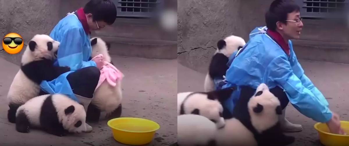 pandas bebés a tomar banho no zoológico