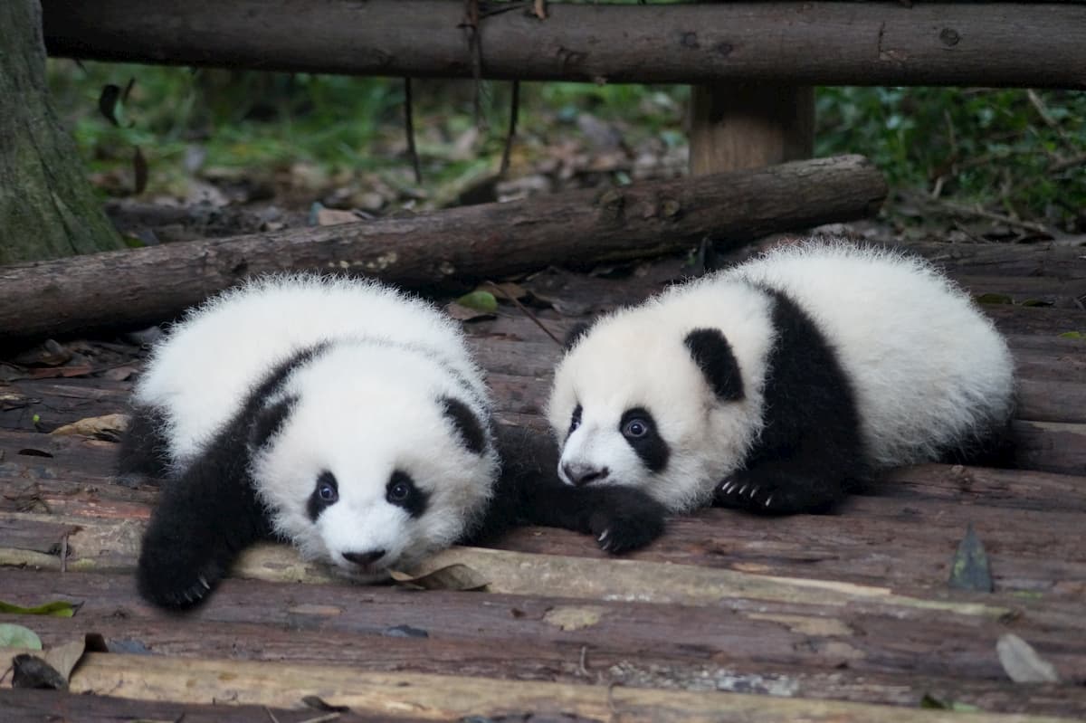 pandas bebés deitados no bambo
