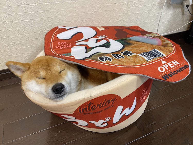 cão shiba inu a dormir no pote de pasta instantâneo